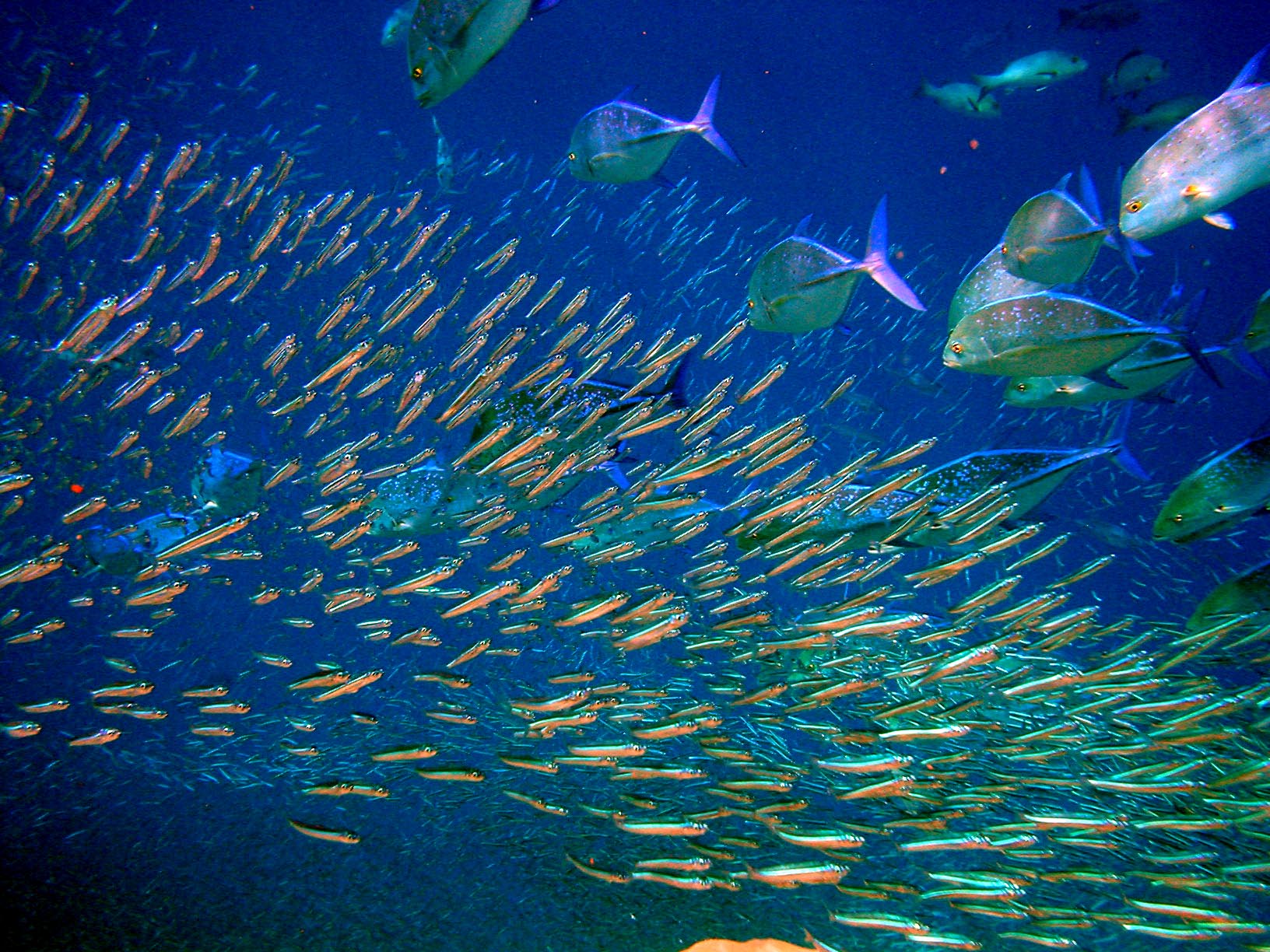 FishFORCE